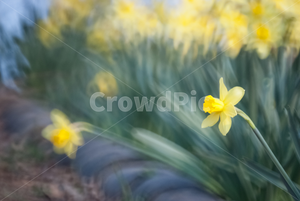 수선화,daffodil,노랑수선화,봄꽃,봄,노란수선화,유기방가옥,반사렌즈,plant,식물,flower,꽃,blossom,식물,자연,plants,nature,꽃,flower
