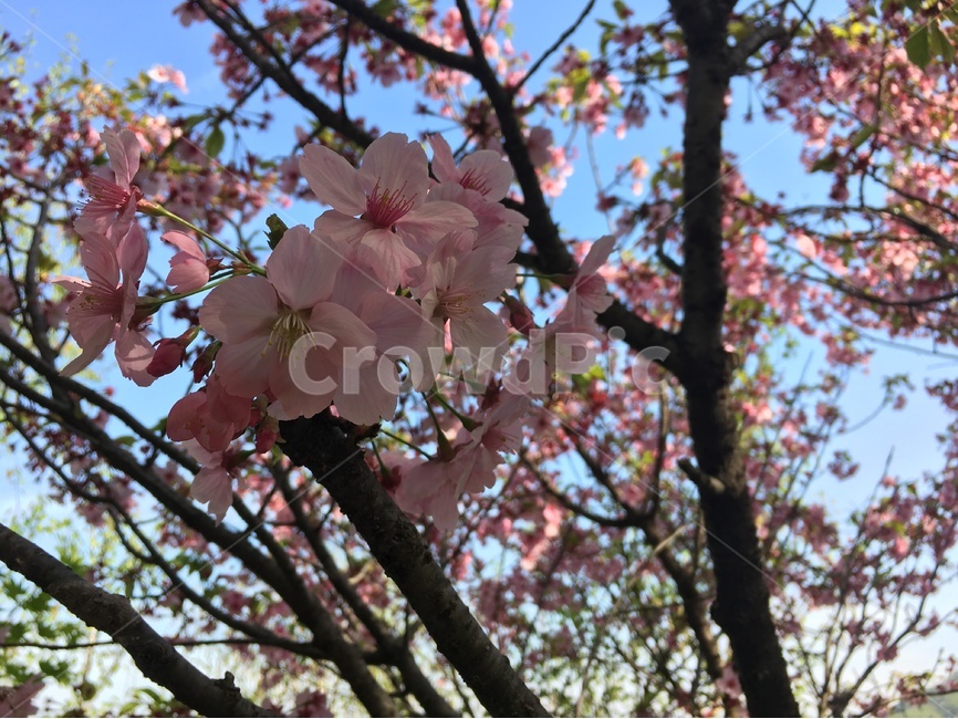 벚꽃,벚나무,봄,자연,꽃,나들이,산책,봄날,감성,나무,공원,nature,spring,flower,tree,봄,계절,spring,season,식물,자연,plants,nature,꽃,flower,plant,cherry blossom,blossom
