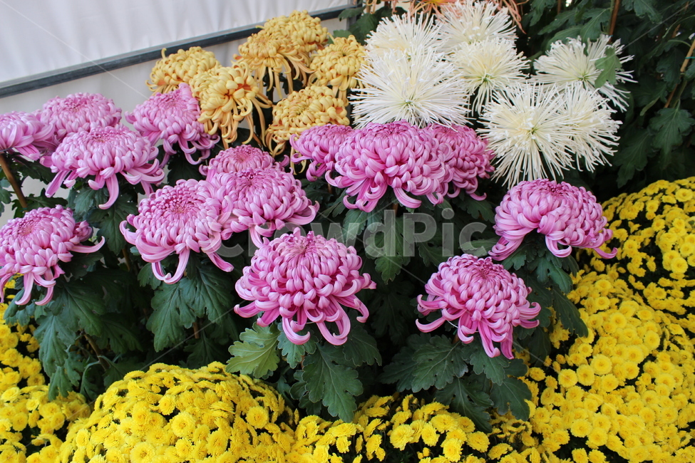 국화꽃,보라색꽃,노란색꽃,흰색꽃,잎,식물,자연,plants,nature,꽃,flower