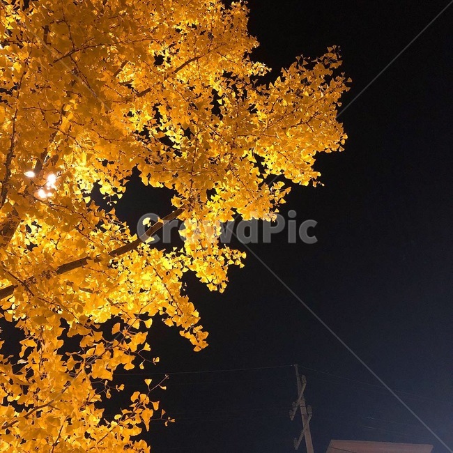 가을,가을밤,은행,낙엽,단풍,풍경,landscape,fall,autumn,season,식물,자연,plants,nature,가을,계절,fall,autumn,season,자연,풍경,nature,landscape,tree,나무,plant,maple,leaf,잎