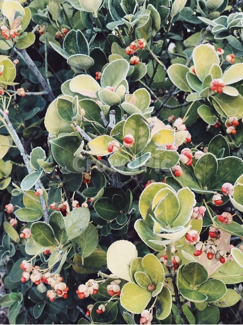 나무,tree,nature,자연,outdoors,옥외,plant,식물,초목,눈,snow,서리,frost,ice,겨울,winter,green,leaf,잎,cold,frozen,열매