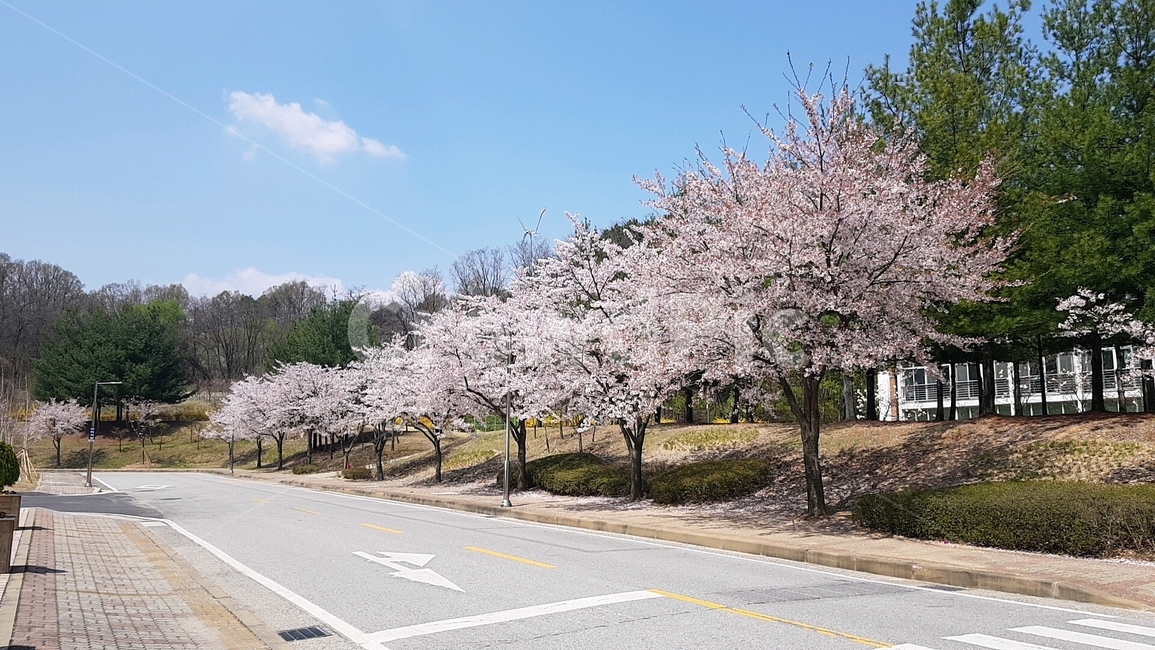 봄,봄꽃,벚꽃,풍경,개화,봄,계절,spring,season,plant,식물