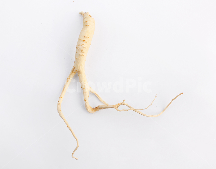 도라지,식물,자연,벗긴,벗겨놓은,깐도라지,뿌리,길쭉한,식재료,음식,요리,반찬,채소,야채,농산물,농사,건강,나물,말리는,말린,건조,흰배경,화이트,흰색,하얀색