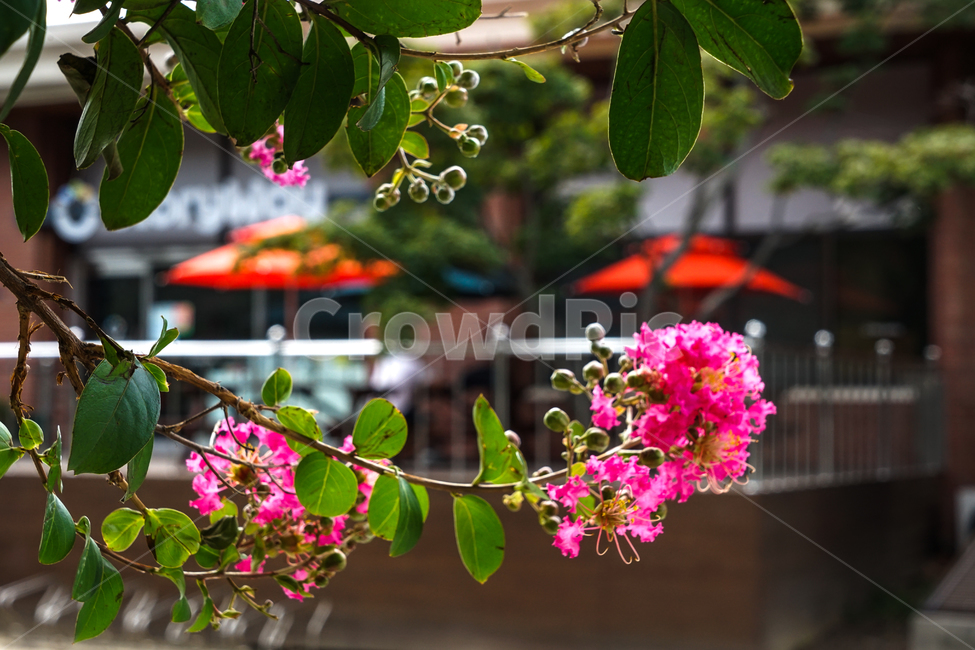 나무,꽃,배롱나무,파라솔,풍경,식물,자연,plants,nature,꽃,flower