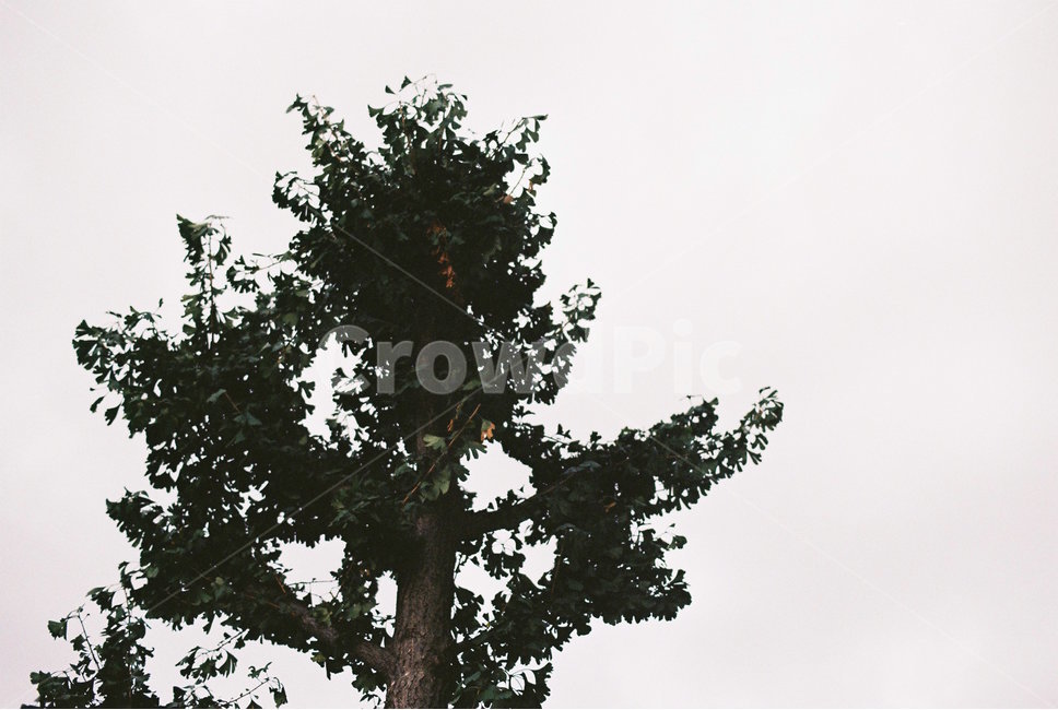 나무,자연,하늘,은행나무,은행,초록,나뭇잎,가을,식물,자연,plants,nature,나무,trees,wood,감성,sensible,feeling