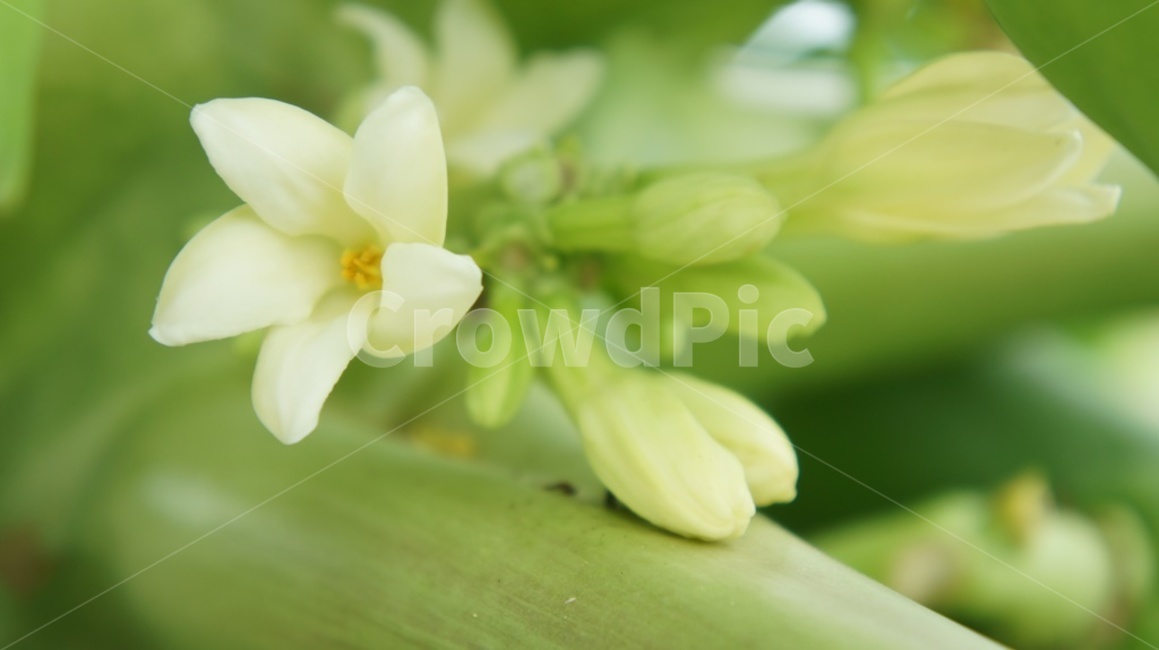 꽃,연초록,파파야꽃,flower,papayaflowers