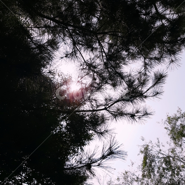 소나무,솔잎,햇빛,하늘,색감,감성,자연,풍경,nature,landscape,flare,플레어,light,빛,plant,식물,tree,나무