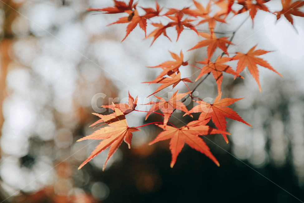단풍,붉은,빨간,가을,나무,낙옆,잎,나뭇잎,가을,계절,fall,autumn,season,식물,자연,plants,nature,plant,leaf,tree