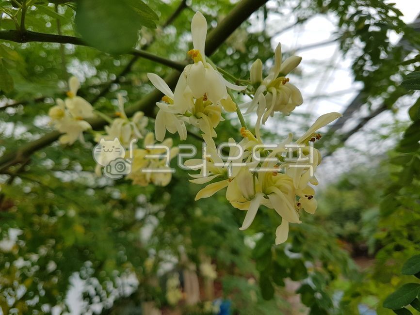 식물,나무,자연,모링가,모링가꽃,꽃