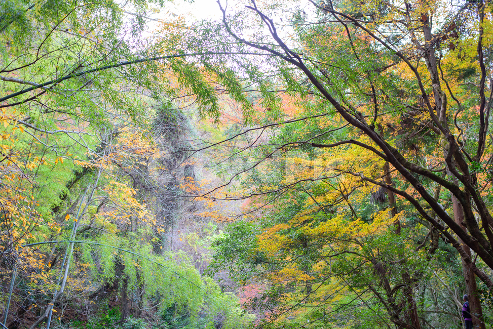 단풍,가을,하늘,자연,풍경,단풍나무,울긋불긋,산,식물,가을,계절,fall,autumn,season,자연,풍경,nature,landscape,tree,나무,plant,vegetation,초목