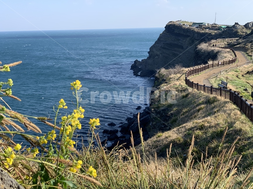 송악산,둘레길,제주도,바다,유채꽃,봄
