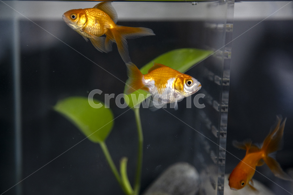 animal,fish,수족관,어항,붕어,생물,수조,물고기,동물,지느러미,비늘,아가미,물,수초,꼬리,황금색,금색,동물,animal