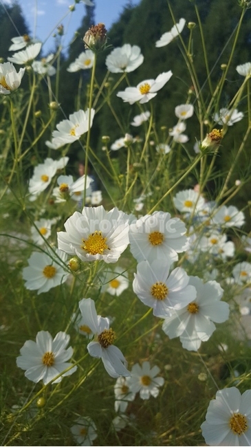 white flower,nature,Cosmos,flower,white cosmos
