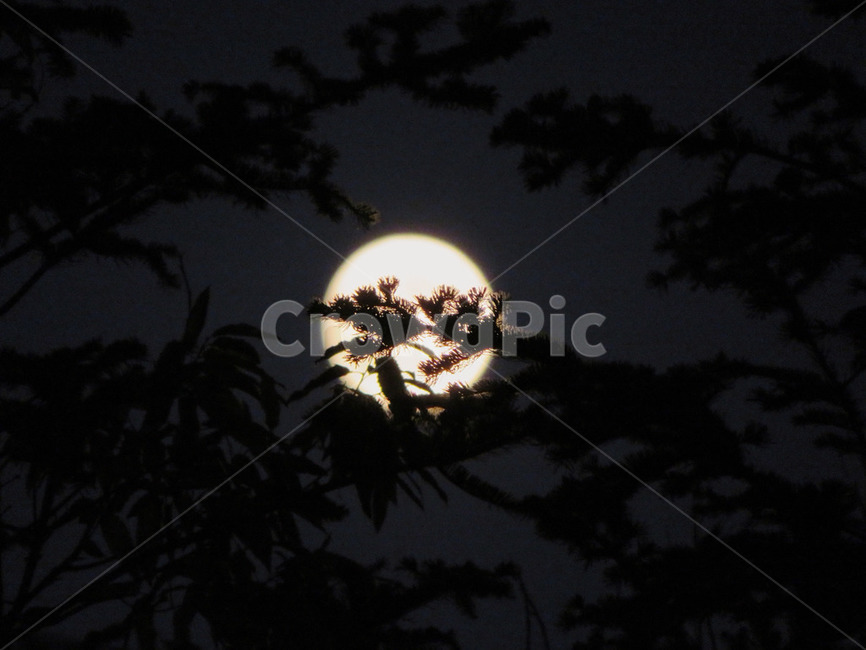 보름달,야경,그림자,밤,달,분위기,밤하늘,하늘,야경,밤,풍경,nightscape,night,landscape,nature,자연,outdoors,옥외