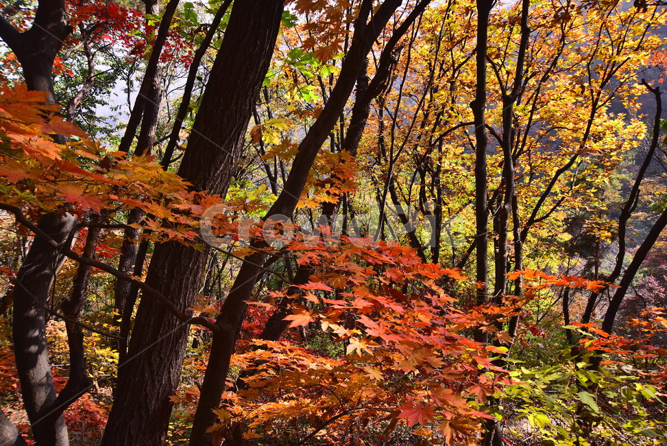 가을,가을배경,한국자연경관,배경,바탕,백그라운드,단풍숲,계절,시즌,season,outdoor,옥외,야외,식물,plant,flowers,autumn,fall,background,maple,tree,찬란한,칼라풀,colorful,forest,가을풍경,단풍산,등산로,힐링,형형색색,가을산,healing,가을,계절,fall,autumn,season,자연,풍경,nature,landscape,leaf,잎,나무,단풍