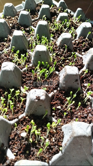 작물,씨앗,상추,재배,발아,계란판,따뜻,식물,자연,plants,nature