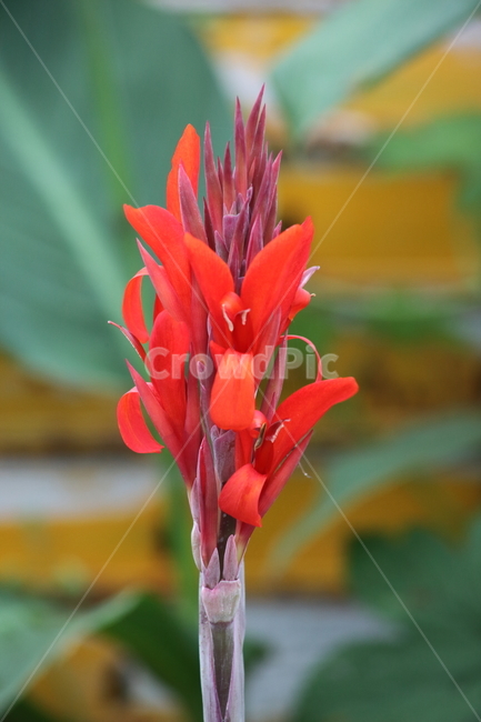 꽃,홍초,칸나,식물,canna