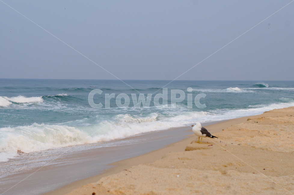 바다,갈매기,외로움,시원함,청량감,파도,자연,풍경,nature,landscape,해변,바다,beach,sea,동물,animal,조류,새,birds,bird,ocean,대양,outdoors,옥외,water,물