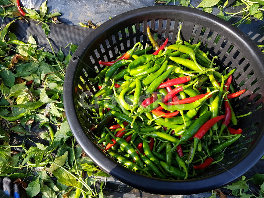 농사,수확,채소,고추,고추따기,음식,식재료,요리,food,cook,meal,dishes,food reserves,채소,야채,vegetables