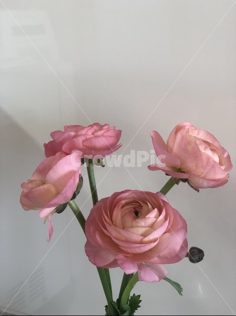 plant,식물,blossom,rose,flower,꽃,라넌큘러스,봄,감성사진,피오니,장미
