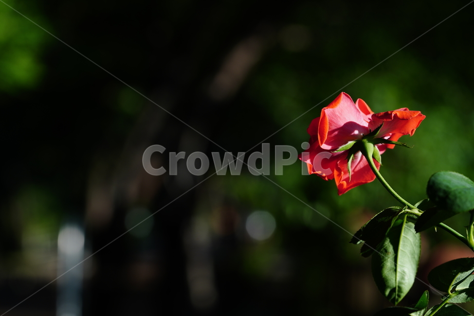꽃,플라워,색감,식물,생명,생물,flower,컬러,rose,장미,plant,식물,자연,plants,nature,꽃,flower