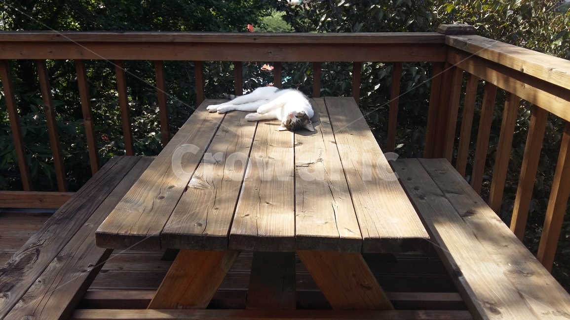 낮잠,벤치,고양이,cat,nap,나른한,나른함,햇빛,그림자,여유,한적한,여유로운,평화,평화로운,peaceful,나무,테라스,드러누운,야외,자연,햇살,ねこ,猫,휴식,길냥이,길고양이,시골,잠,사람없음,낮,울타리,sunlight,shadow,outdoor,tree,napping,languid,Rest,street,한국,korea,실외,동물,animal,포유류,mammal,고양이,cat,kitten,kitty
