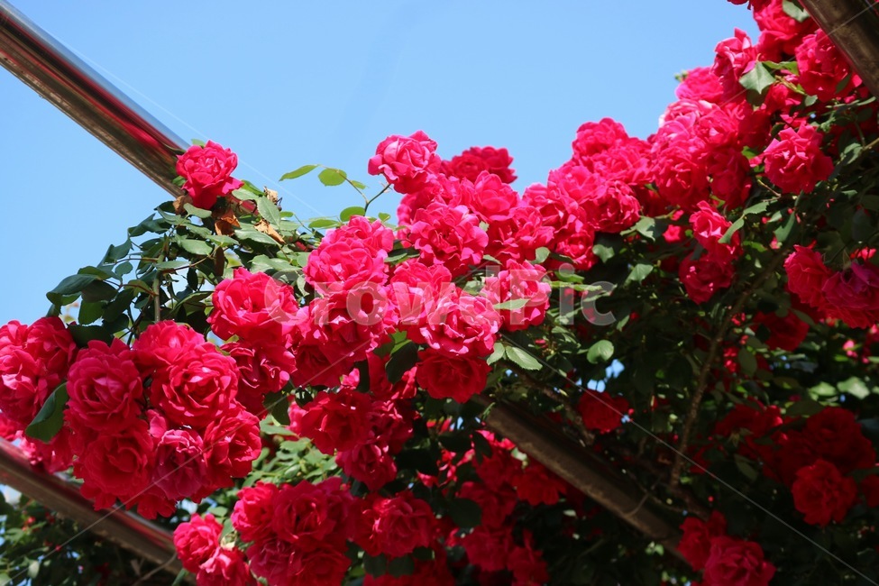 장미,꽃,식물,자연,5월,장미꽃,하늘,빛,빨간장미,감성사진,봄,rose,flower,plants,nature,may,sky,redrose,spring,식물,자연,plants,nature,꽃,flower