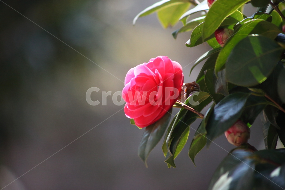 꽃,동백,flower,camellia,봄,동백꽃,Camelliajaponica