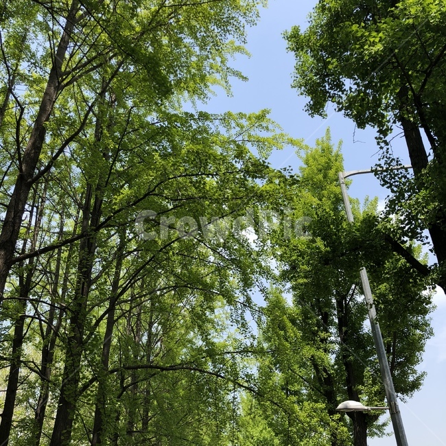 하늘,푸른,파랑,나무,초록,가로등,자연