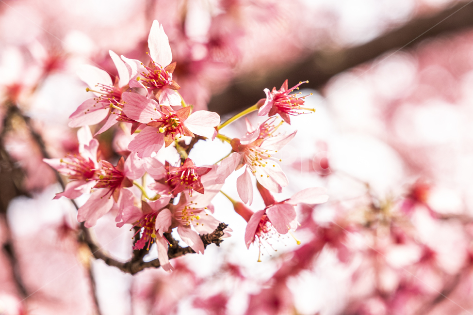 벚꽃,cherryblossom,flower,식물,plant,꽃,blossom,나무,봄,핑크,분홍,화사한,햇빛,빛,확대,closeup,spring,cherry,sakura,pink,fresh,식물,자연,plants,nature,꽃,flower
