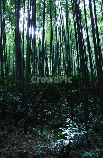 식물,plant,담양,죽,대나무,빛,자연,대나무숲
