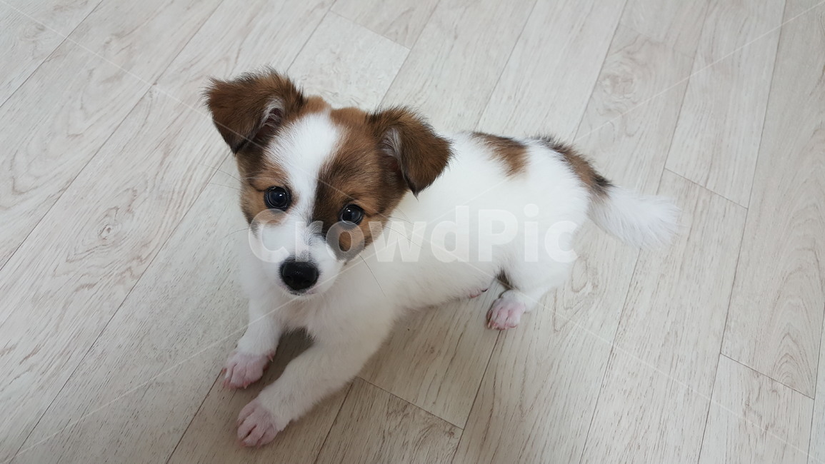 pet,dog,개,강아지,믹스견,동물,포유류,반려견,반려동물