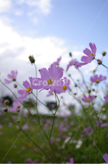 코스모스,가을,꽃,식물,flower,가을,계절,fall,autumn,season,식물,자연,plants,nature,꽃,flower,plant,blossom,petal,꽃잎,daisies,데이지,daisy