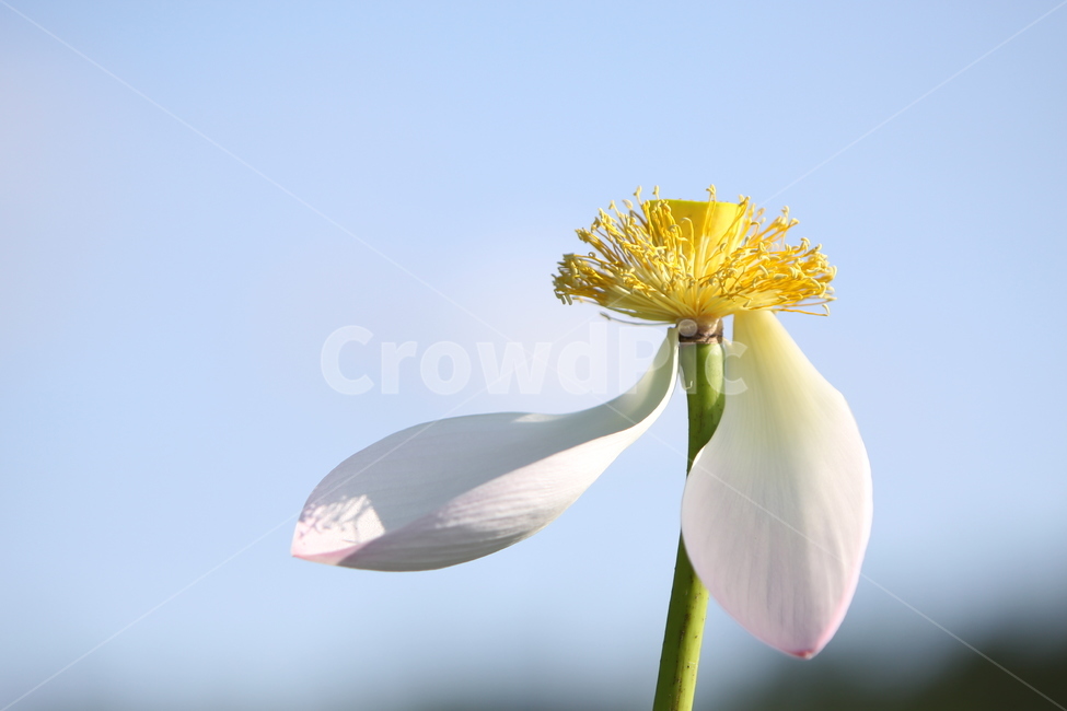 하동,진교,백련지,연꽃,꽃잎,꽃,자연,식물,자연,plants,nature,꽃,flower