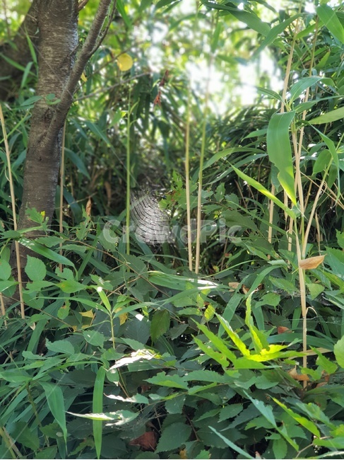 자연,식물,초록이,힐링,거미줄,거미,햇살,숲,식물,자연,plants,nature