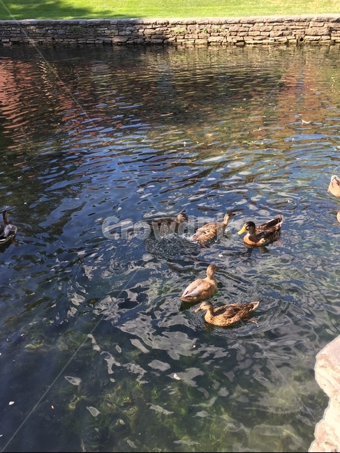 animal,새,오리,강,duck,자연,동물,조류,새,birds