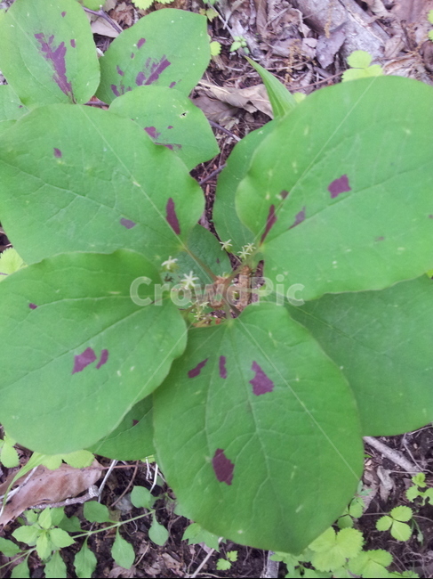꽃,식물,야생화,선밀나물,JapaneseGreenbrier,식물,자연,plants,nature