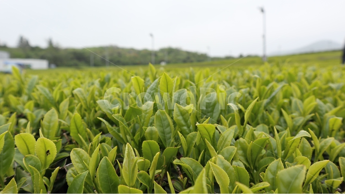field,들,nature,자연,녹차,제주도,녹차밭,봄,여름