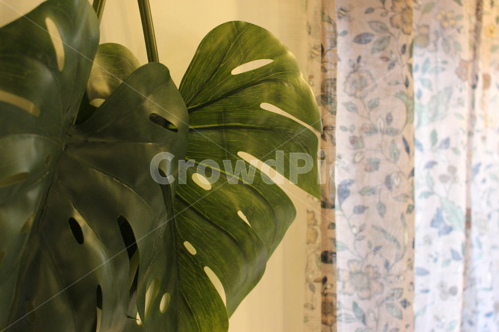 leaf,잎,plant,식물,카페,감성,감성적인,커튼,인테리어,방꾸미기,원룸꾸미기,포인트,휴식,힐링,rest,relaxation,healing,sensible,feeling,실내디자인,interiordesign,식물,자연,plants,nature