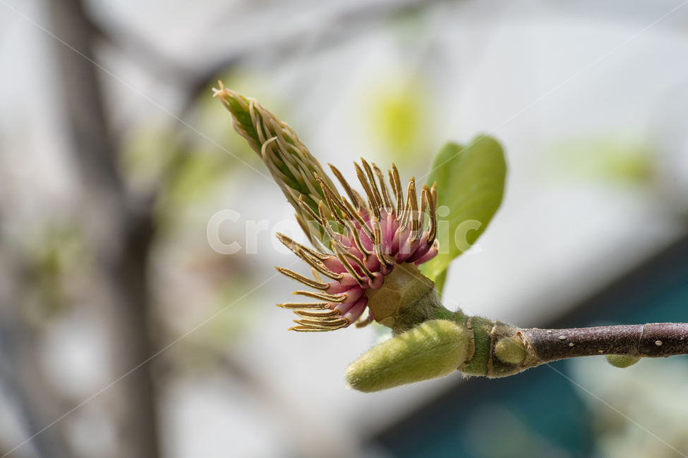 봄,꽃,목련,자연,풍경,접사,spring,flower,nature,beauty,봄,계절,spring,season,식물,자연,plants,nature,꽃,flower,plant,bud,싹,sprout,새싹,blossom