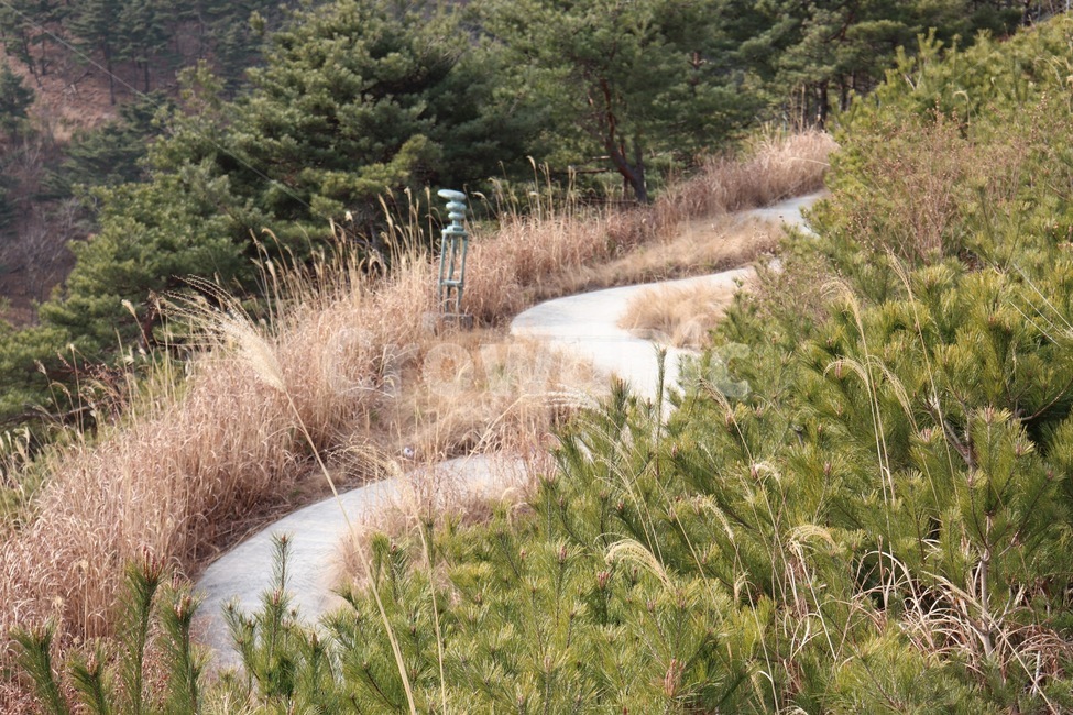 오솔길,길,자연,갈대길,꼬불꼬불길,자연,풍경,nature,landscape