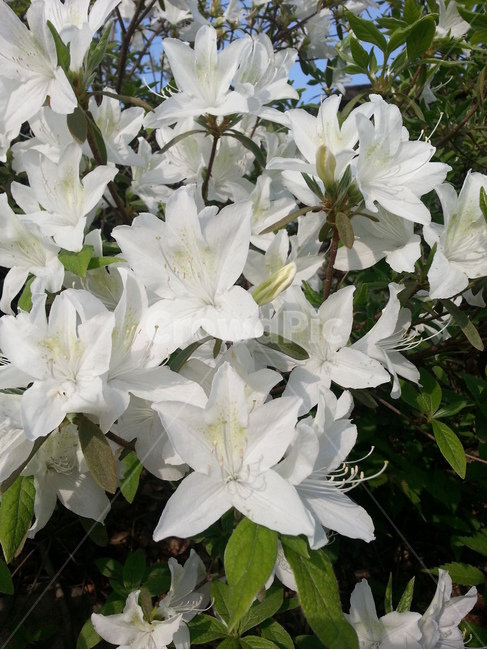 plant,식물,flower,꽃,blossom,철쭉,흰철쭉,봄꽃,만개한꽃