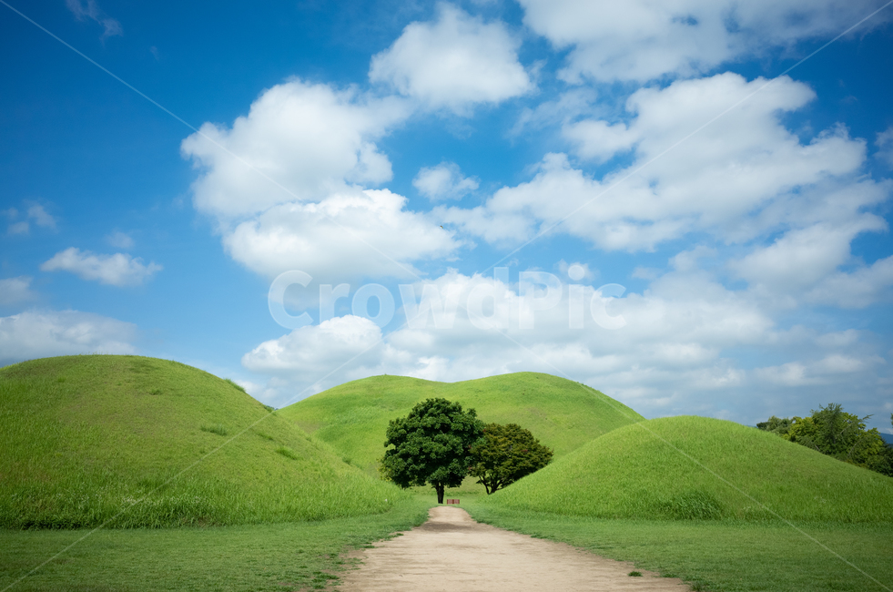 하늘,sky,나무,푸른하늘,초목,대릉원,summer,여름,여름하늘,파란하늘,예쁜,자연,풍경,nature,landscape,한국자연풍경,한국자연경관,korea nature landscape,랜드마크,landmark,tourist attraction,한국랜드마크,한국관광지,한국명소,korea landmark,korea tourist attraction,outdoors,옥외,grassland,목초지,field,들,mound,투수판