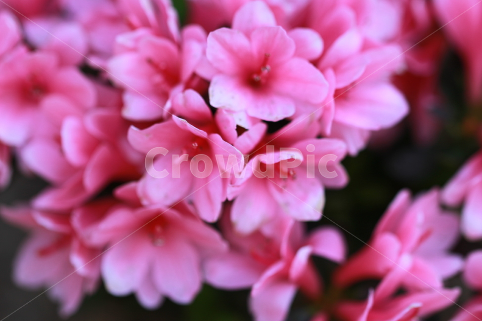 꽃,봄꽃,봄,철쭉,꽃잎,봄,계절,spring,season,식물,자연,plants,nature,꽃,flower,blossom,geranium,제라늄,plant