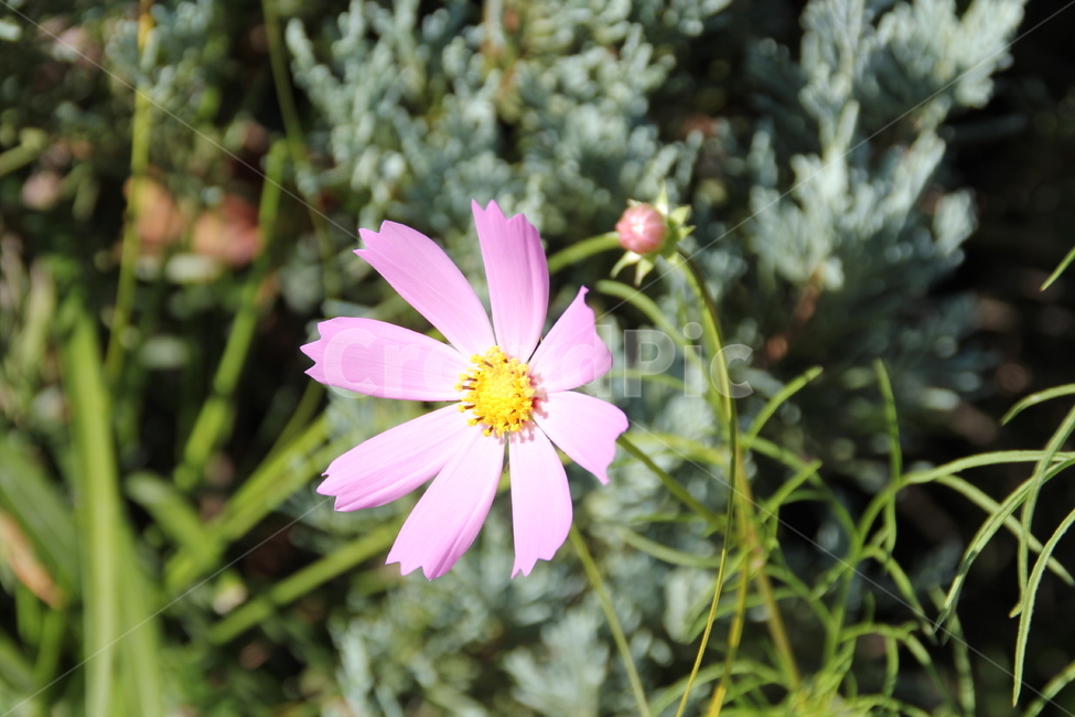 코스모스,자연,핑크,배경화면,가을,식물,자연,plants,nature,꽃,flower