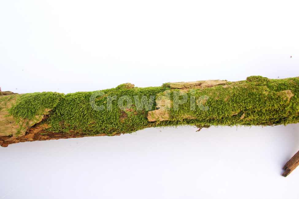 bark,branch,branchesmoss,brown,closeup,detail,dry,green,moss,natural,nature,piece,plant,tree,wood,wooden,이끼,그린,녹색,나뭇가지,오래된,자연,식물,나무,우드,건조한,마른,가지,풀,이끼풀,흰배경,클로즈업,갈색,브라운,식물,자연,plants,nature,누끼,remove background