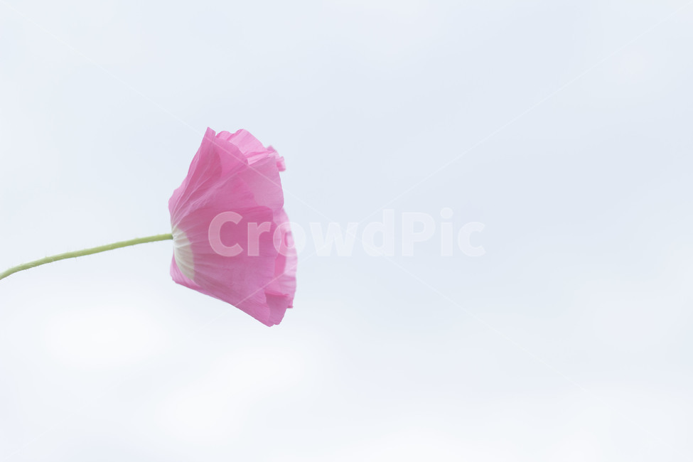 양귀비,꽃,배경,바탕화면,엽서,식물,자연,plants,nature,꽃,flower