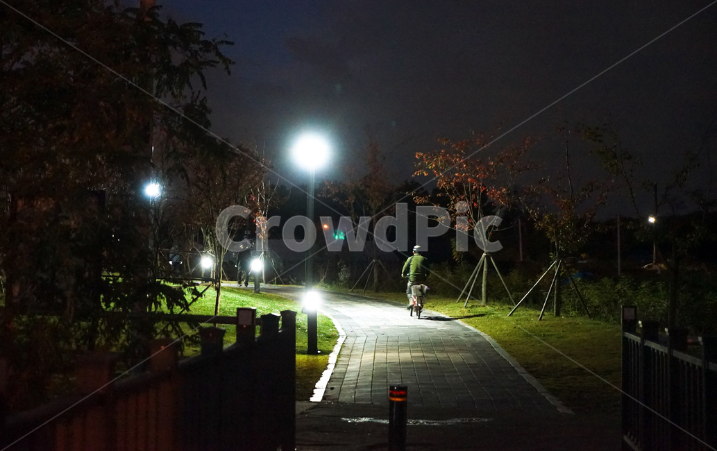 사람,남자,새벽,출근,조명,길,자전거,가로등,가로수,야경,밤,풍경,nightscape,night,landscape,사람,인물,인간,human,person,남성,남자,man,male,asphalt,아스팔트