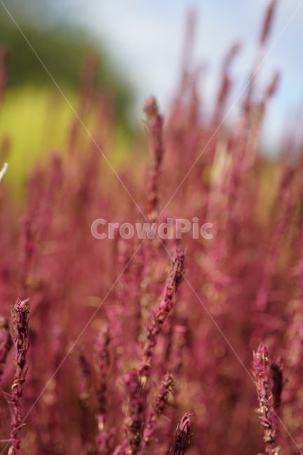 꽃,식물,빨간색,flower,plants,식물,자연,plants,nature