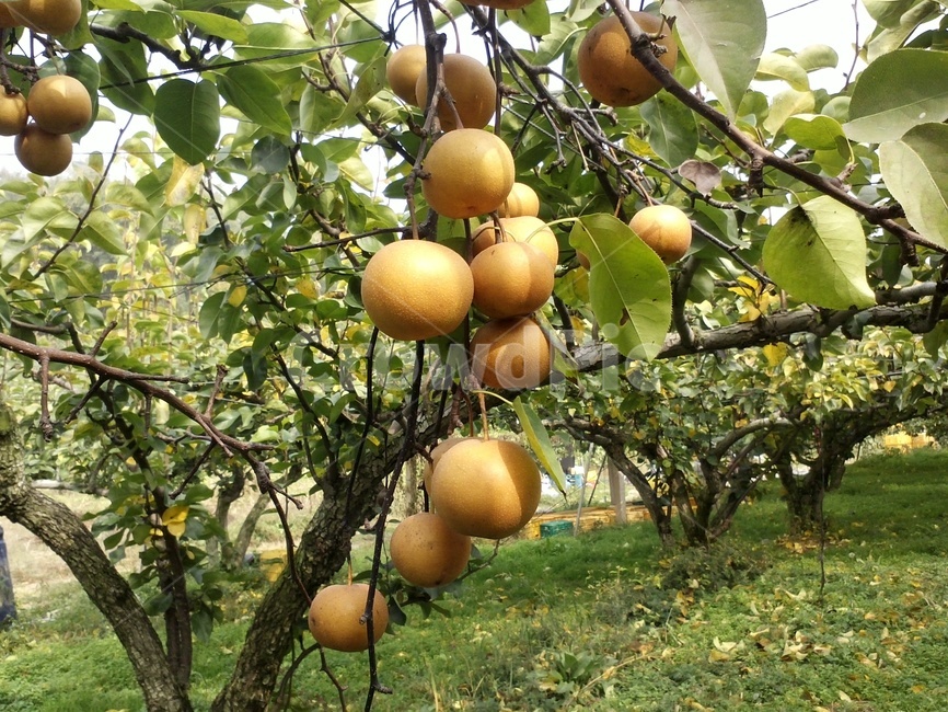 배,과수,열매,장미과,교목성낙엽과수,pear